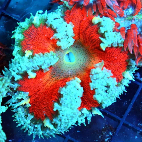 FLOWER ANEMONE - EXTREME CORALS ULTRA FLOWER ANEMONE