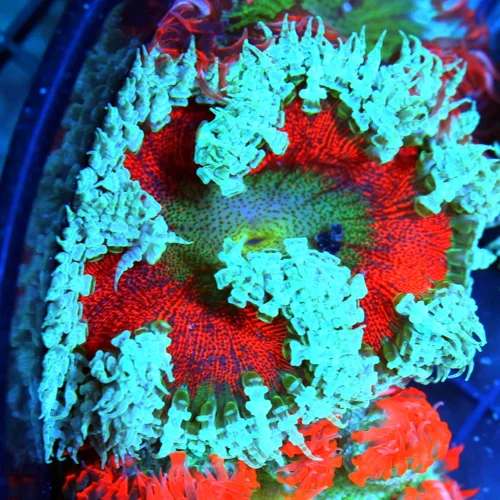 FLOWER ANEMONE - EXTREME CORALS ULTRA FLOWER ANEMONE