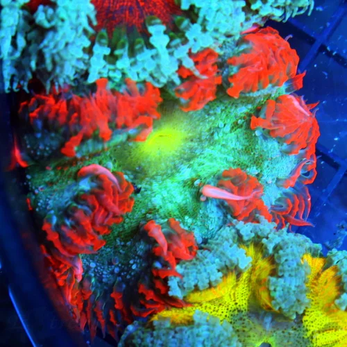 FLOWER ANEMONE - EXTREME CORALS ULTRA FLOWER ANEMONE
