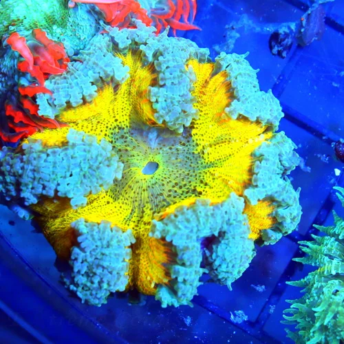 FLOWER ANEMONE - EXTREME CORALS ULTRA FLOWER ANEMONE