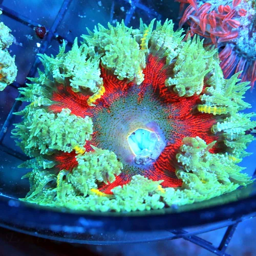 FLOWER ANEMONE - EXTREME CORALS ULTRA FLOWER ANEMONE
