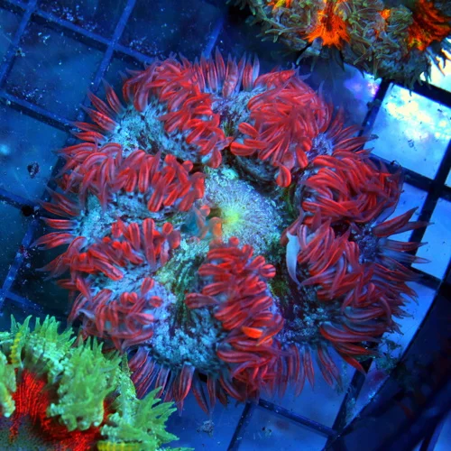 FLOWER ANEMONE - EXTREME CORALS ULTRA FLOWER ANEMONE