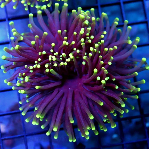 3-4" TORCH CORAL - SUPER COLORED "BLACK LIGHT" PURPLE AND GREEN TORCH CORAL