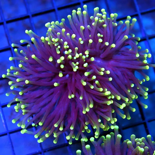 3-4" TORCH CORAL - SUPER COLORED "BLACK LIGHT" PURPLE AND GREEN TORCH CORAL