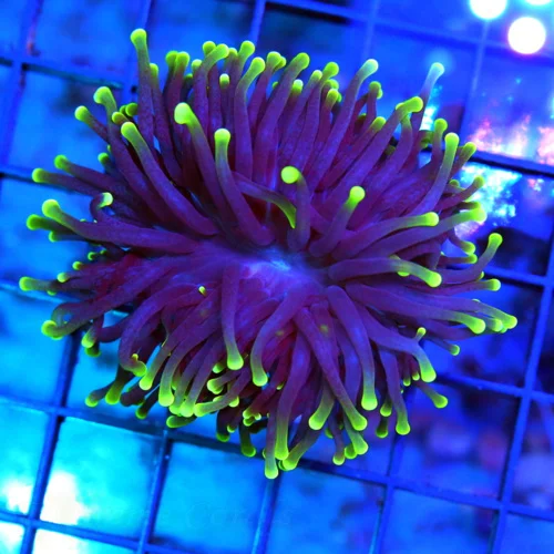 3-4" TORCH CORAL - SUPER COLORED "BLACK LIGHT" PURPLE AND GREEN TORCH CORAL