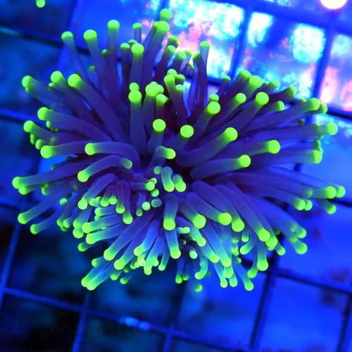 3-4" TORCH CORAL - SUPER COLORED "BLACK LIGHT" PURPLE AND GREEN TORCH CORAL