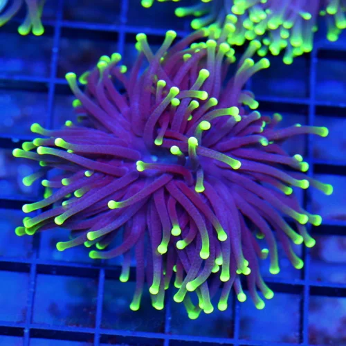 3-4" TORCH CORAL - SUPER COLORED "BLACK LIGHT" PURPLE AND GREEN TORCH CORAL