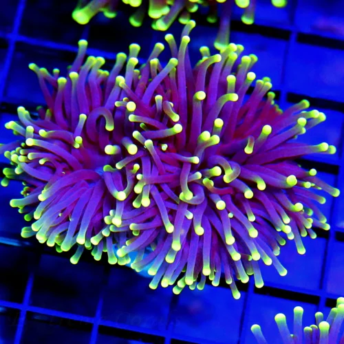 3-4" TORCH CORAL - SUPER COLORED "BLACK LIGHT" PURPLE AND GREEN TORCH CORAL