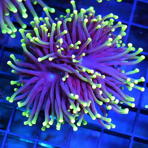 3-4" TORCH CORAL - SUPER COLORED "BLACK LIGHT" PURPLE AND GREEN TORCH CORAL
