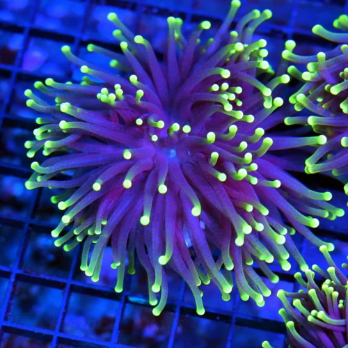 3-4" TORCH CORAL - SUPER COLORED "BLACK LIGHT" PURPLE AND GREEN TORCH CORAL