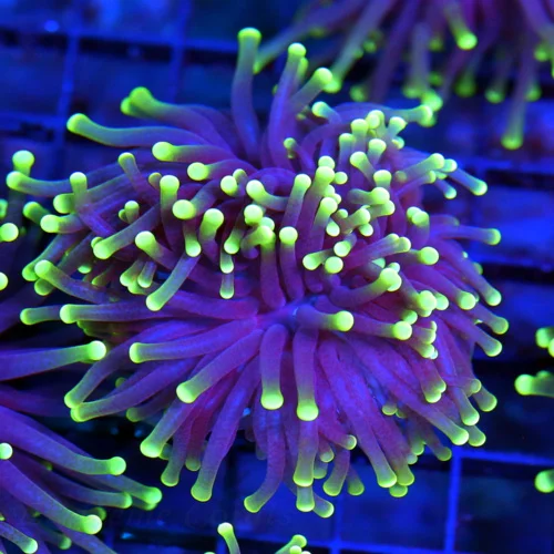 3-4" TORCH CORAL - SUPER COLORED "BLACK LIGHT" PURPLE AND GREEN TORCH CORAL