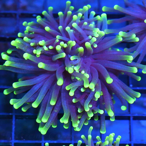 3-4" TORCH CORAL - SUPER COLORED "BLACK LIGHT" PURPLE AND GREEN TORCH CORAL