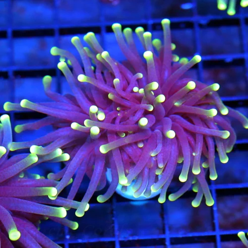 3-4" TORCH CORAL - SUPER COLORED "BLACK LIGHT" PURPLE AND GREEN TORCH CORAL
