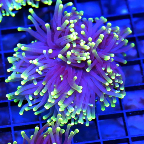 3-4" TORCH CORAL - SUPER COLORED "BLACK LIGHT" PURPLE AND GREEN TORCH CORAL
