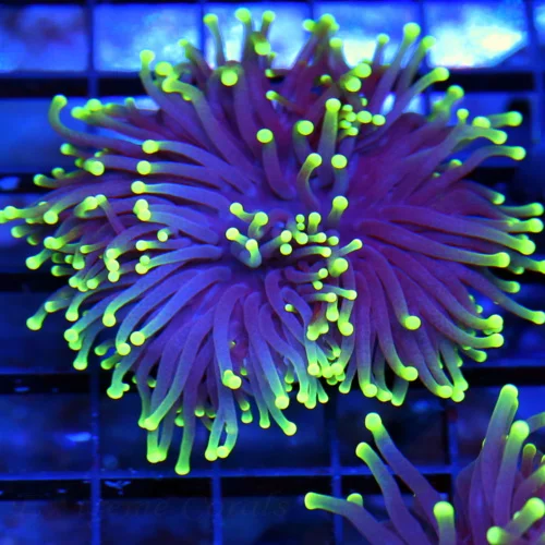 3-4" TORCH CORAL - SUPER COLORED "BLACK LIGHT" PURPLE AND GREEN TORCH CORAL