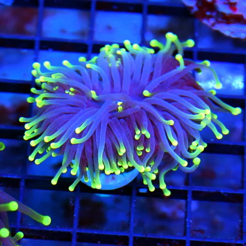 3-4" TORCH CORAL - SUPER COLORED "BLACK LIGHT" PURPLE AND GREEN TORCH CORAL