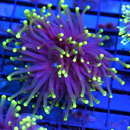 3-4" TORCH CORAL - SUPER COLORED "BLACK LIGHT" PURPLE AND GREEN TORCH CORAL