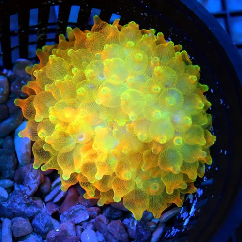 4 BUBBLE TIP ANEMONE - COLORADO FLAME TIP ULTRA COLORED BUBBLE TIP ANEMONE
