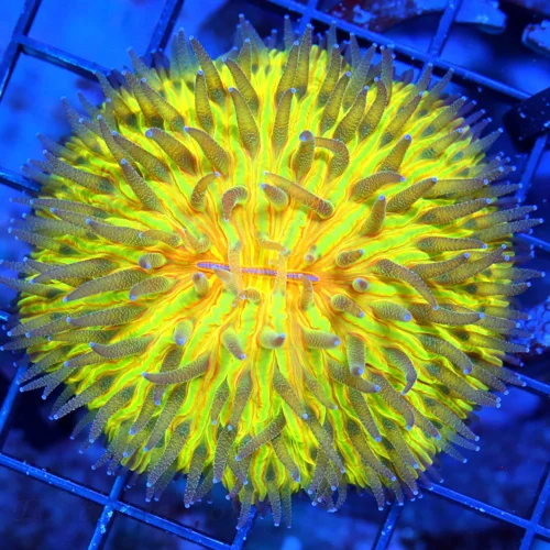 3" HELMET FUNGIA PLATE CORAL - RAINBOW COLLECTOR'S ITEM HANDPICKED HELMET FUNGIA PLATE CORAL
