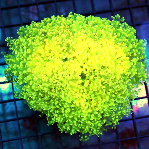 6x5 OCTOSPAWN CORAL - ULTRA COLORED LEMON LIME YELLOW OCTOSPAWN CORAL