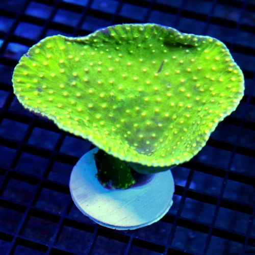 5x4 TURBINARIA CUP CORAL - HAVEN'T HAD ONE IN A VERY LONG TIME - NICE TURBINARIA CUP CORAL