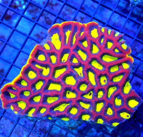 6x5.5 XXL FAVIA CORAL - YELLOW RIMMED ULTRA COLORED "DRAGON SOUL" FAVIA CORAL