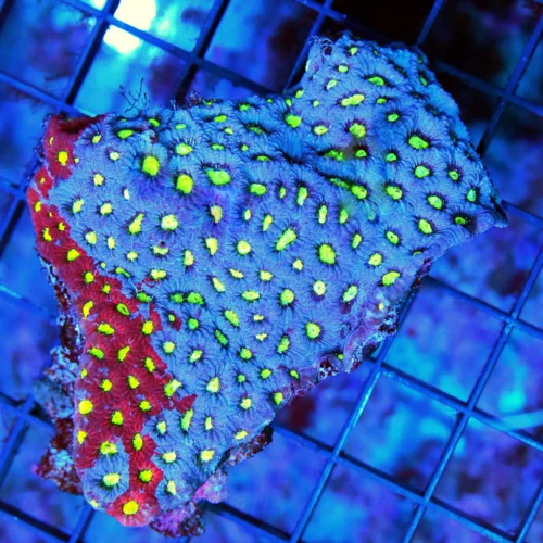 4.5x3.5 FAVITES CORAL - BAD TO THE BONE BLUE  WAR CORAL FAVITES