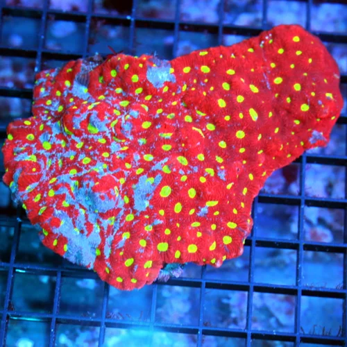 5.5x6.5 FAVITES CORAL - BLUE PAINTED NEON RED YELLOW EYED WAR CORAL FAVITES