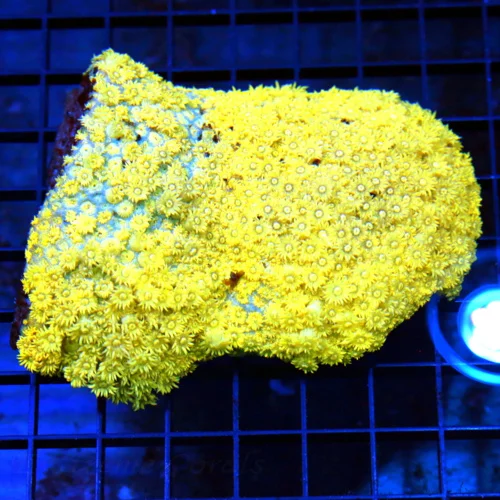 5.5x5 GONIOPORA CORAL - (NOT FULLY OPEN IN PICTURE) ULTRA ULTRA YELLOW GONIOPORA CORAL