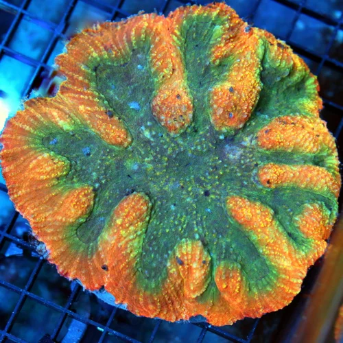 5x5 SYMPHYLLIA CORAL - MULTICOLORED RAINBOW VERY NICE SYMPHYLLIA CORAL