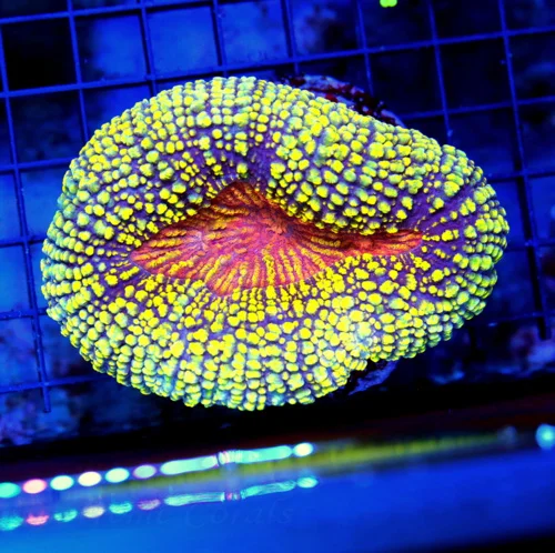 5x4 CARPET LOBOPHYLLIA CORAL - VERY VERY SPECIAL NEON YELLOW/ORANGE/RED CARPET LOBOPHYLLIA CORAL