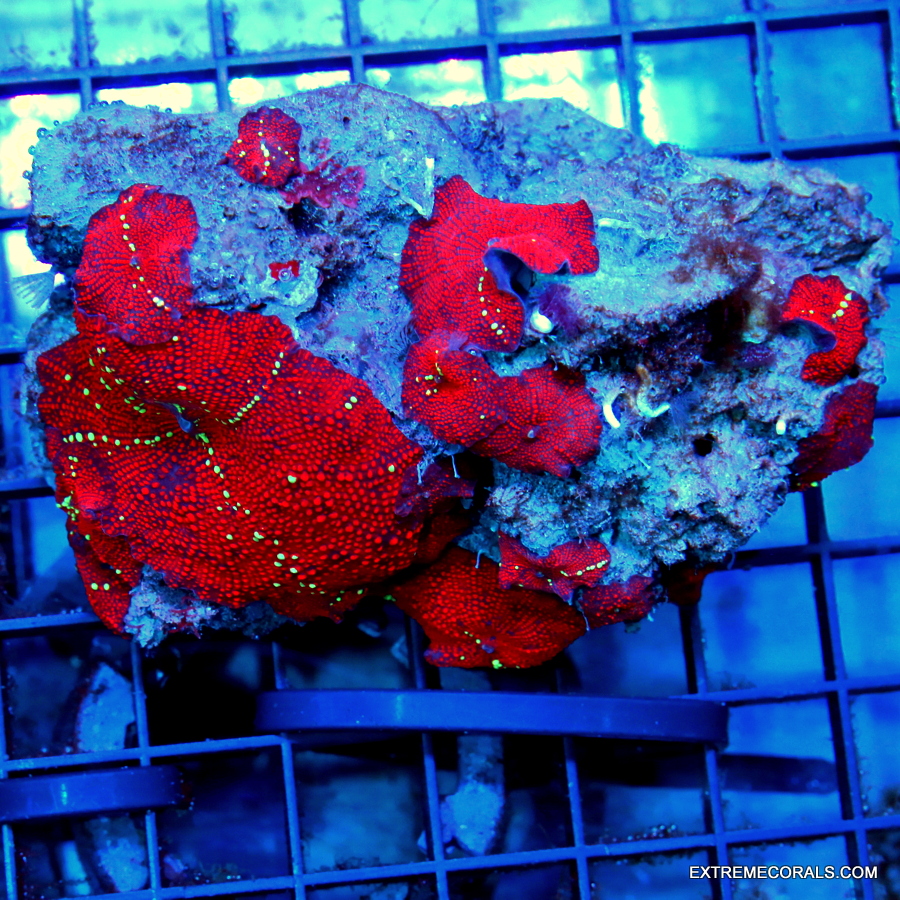 Zoanthid Corals For Sale Extreme Corals