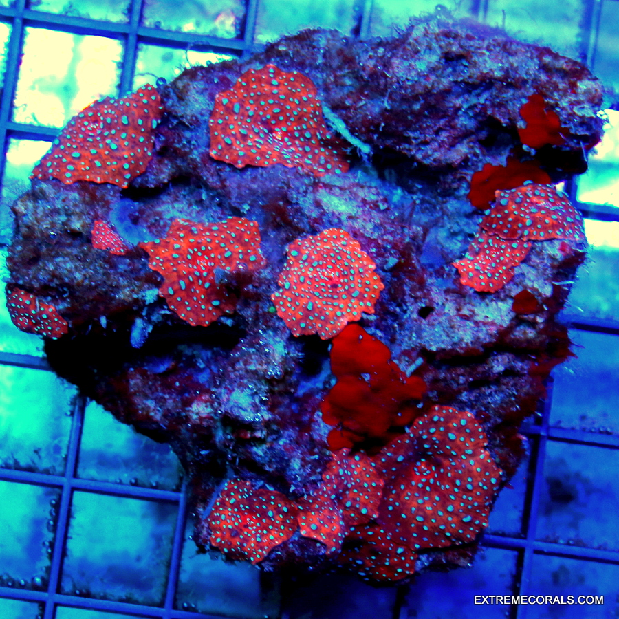 6.5x6.5 ACANTHOPHYLLIA XXXL GIANT - HANDPICKED BY SCOTT ULTRA GRADE HOLY GRAIL COLLECTOR'S ACANTHOPH