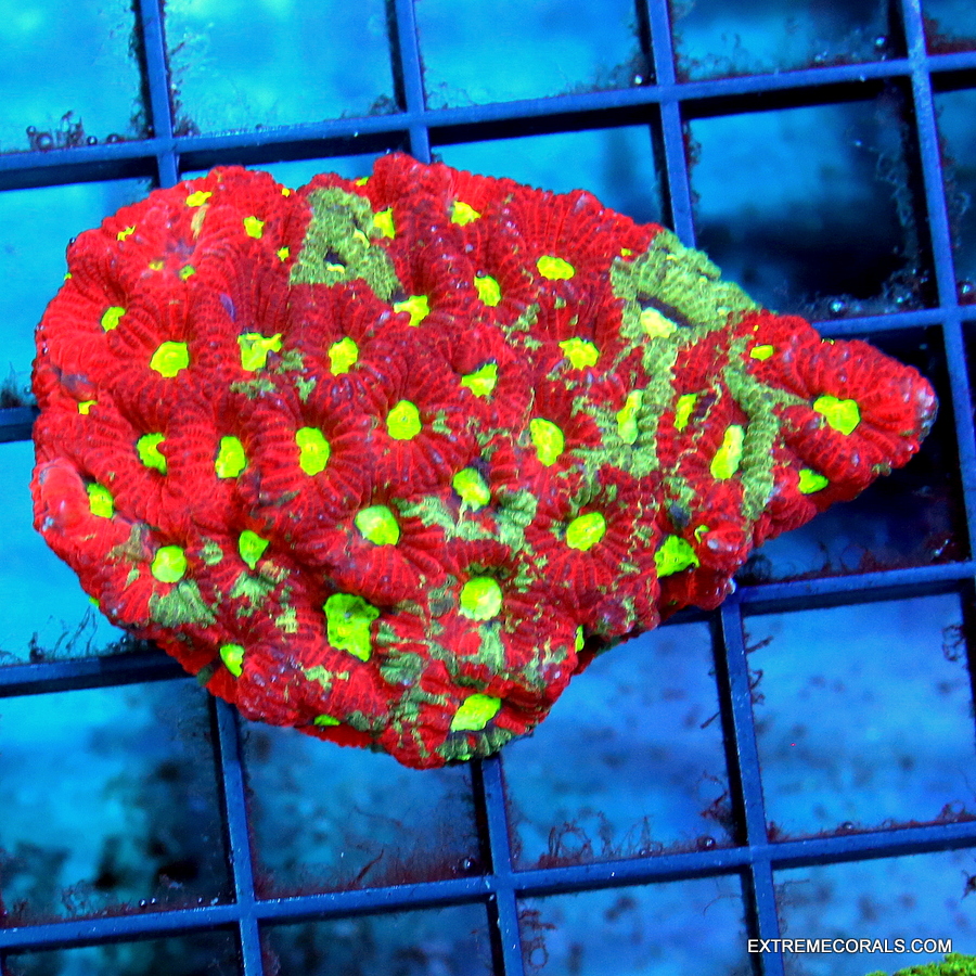 4.5x2.5 LOBOPHYLLIA - HANDPICKED BY SCOTT BEAUTIFUL ORANGE CARPET LOBOPHYLLIA