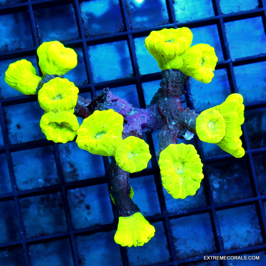 5x5 TORCH - HANDPICKED COLLECTOR'S ITEM BLUE TIPPED MULTIHEADED RADIOACTIVE ORANGE TORCH
