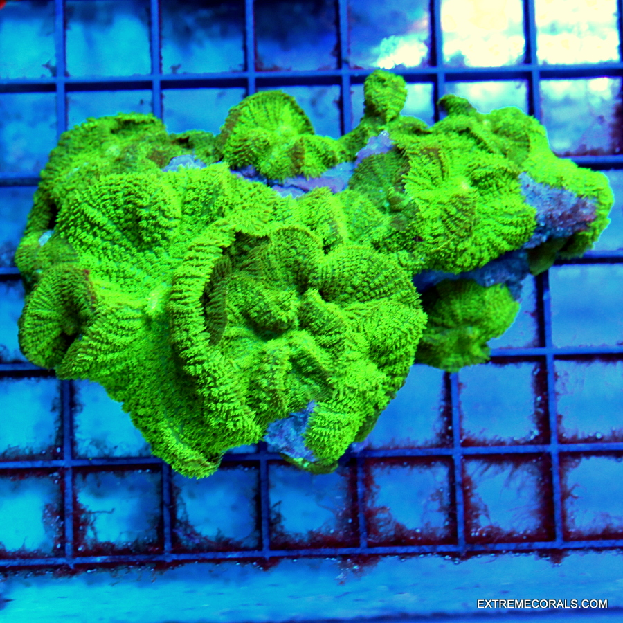 6x6 ACANTHOPHYLLIA XXXL GIANT - HANDPICKED BY SCOTT ULTRA GRADE MULTICOLORED ACANTHOPHYLLIA