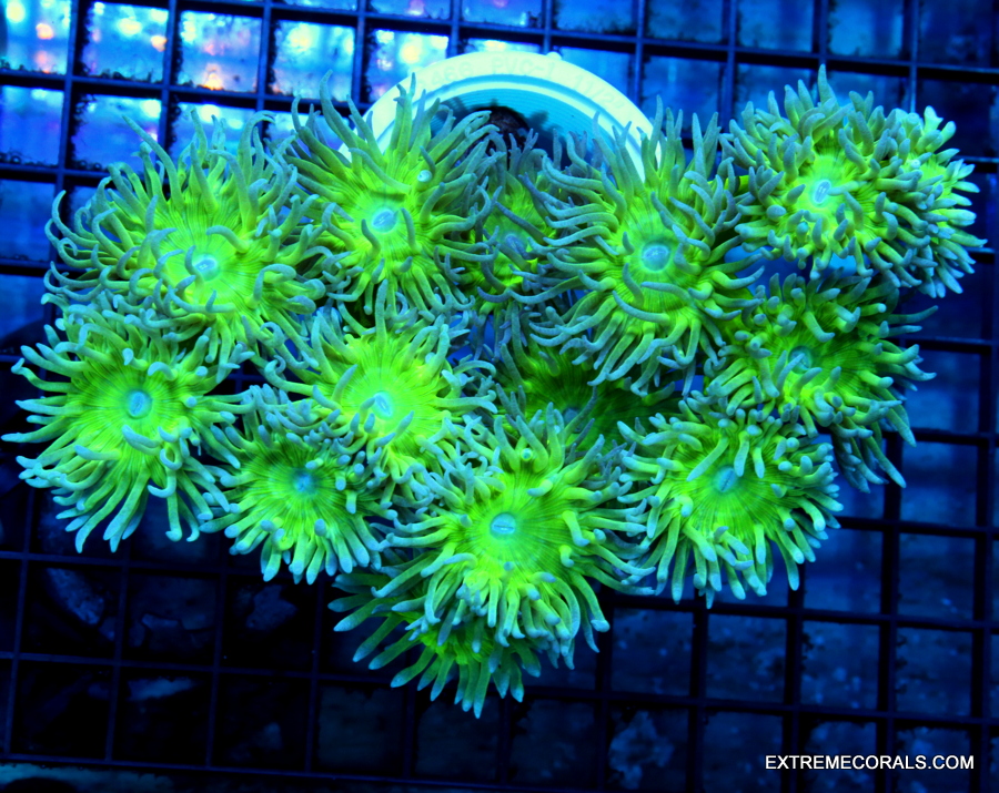 4x2 GONIOPORA -SCREAMING HIGHLIGHTER YELLOW ULTRA COLORED GONIOPORA