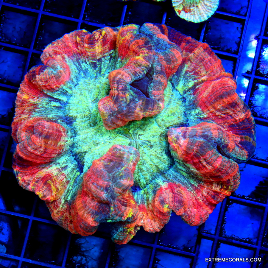 6x6 ACANTHOPHYLLIA XXXL GIANT - HANDPICKED BY SCOTT ULTRA GRADE MULTICOLORED ACANTHOPHYLLIA