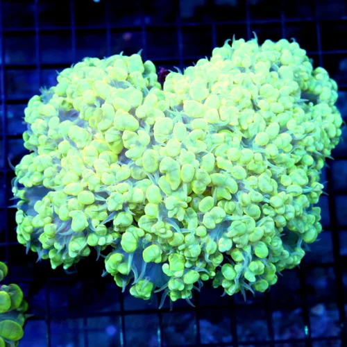 6x5 GIANT PEARL BUBBLE CORAL - ULTRA GRADE RARE WHITE LIGHT YELLOW PEARL BUBBLE CORAL