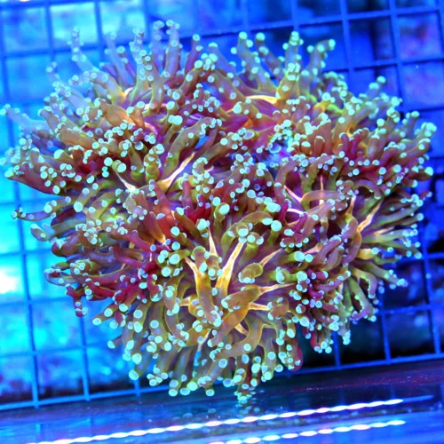 5.5x5.5 BRANCHING OCTOSPAWN CORAL - HANDPICKED COLLECTOR'S ITEM ORANGE/YELLOW & GREEN CENTERED OCTO