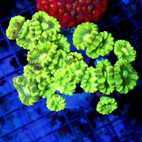 5x4 CANDY CANE CORAL - STRIPPED LEMON LIME GREEN CANDY CANE CORAL