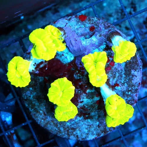 4x4 CANDY CANE CORAL - ULTRA COLORED "KRYPTONITE" CANDY CANE CORAL