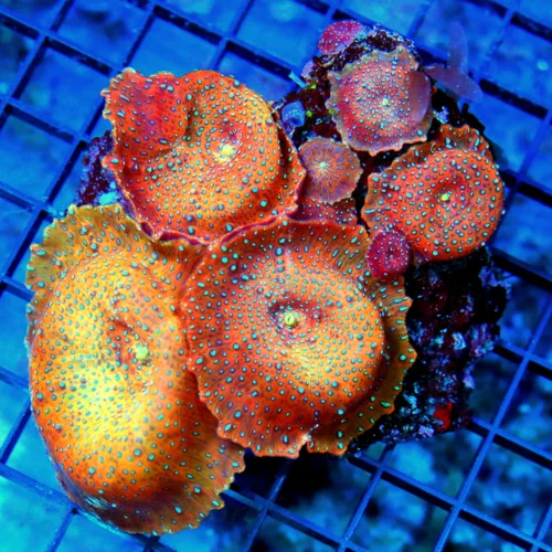 4.5x4.5 DISCOSOMA MUSHROOM CORAL - ULTRA COLORED BLUE SPOTTED SUPERMAN DISCOSOMA MUSHROOM CORAL