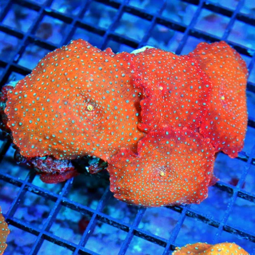 4.5x4.5 DISCOSOMA MUSHROOM CORAL - ULTRA COLORED BLUE SPOTTED SUPERMAN DISCOSOMA MUSHROOM CORAL