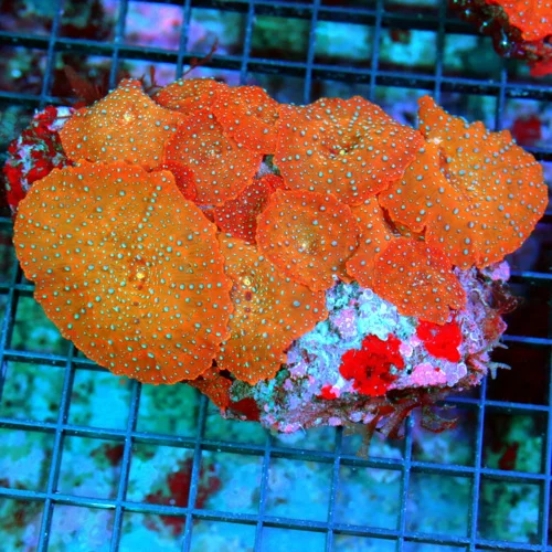 5x4 DISCOSOMA MUSHROOM CORAL - ULTRA COLORED BLUE SPOTTED SUPERMAN DISCOSOMA MUSHROOM CORAL