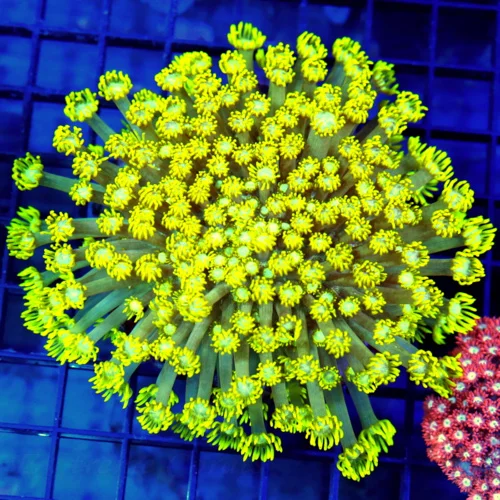 5x5 GONIOPORA CORAL - SUPER SUPER YELLOW BLUE JEWELED EYED ULTRA COLORED GONIOPORA