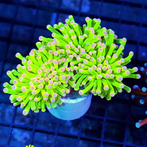 4.5x4 TORCH CORAL - SUPER NEON PIN AND BLUE TIPPED 3 HEADED CANDY CANE TORCH