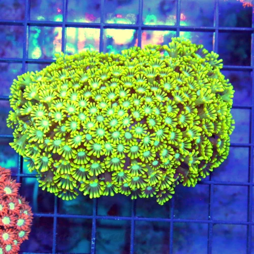 4.5x4 GONIOPORA CORAL  - NEON YELLOW BLUE JEWELED EYED GONIOPORA CORAL