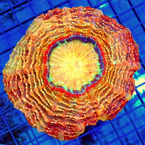 7x7 ACANTHOPHYLLIA CORAL - ULTIMATE SHOWPIECE PEACH/ORANGE/MAROON BLUE SPOTTED ACANTHOPHYLLIA