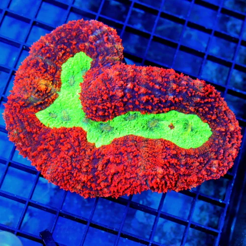 6x4.5 LOBOPHYLLIA CORAL - HANDPICKED BY SCOTT SCREAMING NEON RED LOBOPHYLLIA CORAL